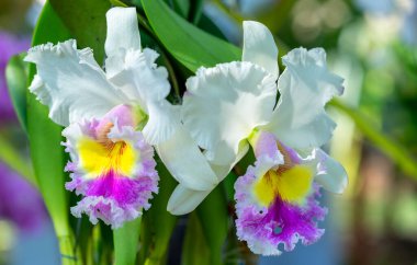 Cattleya Labiata çiçekleri bahar güneşinde açar, 2021 tropik bahçelerinde süslenmiş nadir bir orkide orkidesi.