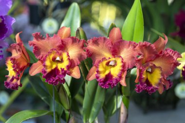 Cattleya Labiata çiçekleri bahar güneşinde açar, 2021 tropik bahçelerinde süslenmiş nadir bir orkide orkidesi.