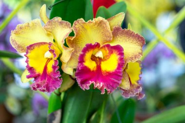 Cattleya Labiata çiçekleri bahar güneşinde açar, 2021 tropik bahçelerinde süslenmiş nadir bir orkide orkidesi.