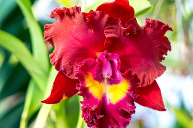 Cattleya Labiata çiçekleri bahar güneşinde açar, 2021 tropik bahçelerinde süslenmiş nadir bir orkide orkidesi.