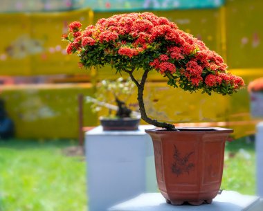 Ixora ya da orman alevi Bonsai ağacında çiçek açar. İlkbahar sabahı. Yeni yıl 2021 'i görmek gerçekten çok çekici.
