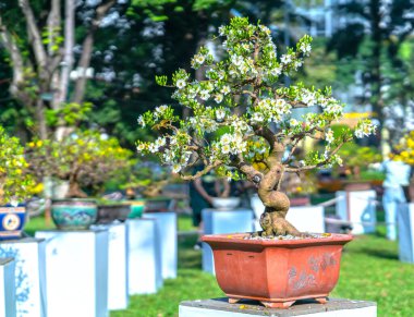 Kayısı bonsai ağacının sarı çiçekli dalları kıvrımlı eşsiz bir güzellik yaratır. Bu özel yanlış bir ağaç baharda Vietnam 'da şansı, refahı 2021 yılını simgeliyor.