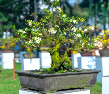 Kayısı bonsai ağacının sarı çiçekli dalları kıvrımlı eşsiz bir güzellik yaratır. Bu özel yanlış bir ağaç baharda Vietnam 'da şansı, refahı 2021 yılını simgeliyor.