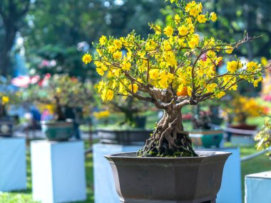 Kayısı bonsai ağacının sarı çiçekli dalları kıvrımlı eşsiz bir güzellik yaratır. Bu özel yanlış bir ağaç baharda Vietnam 'da şansı, refahı 2021 yılını simgeliyor.
