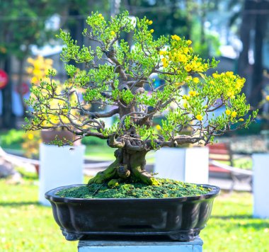Kayısı bonsai ağacının sarı çiçekli dalları kıvrımlı eşsiz bir güzellik yaratır. Bu özel yanlış bir ağaç baharda Vietnam 'da şansı, refahı 2021 yılını simgeliyor.