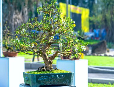 Kayısı bonsai ağacının sarı çiçekli dalları kıvrımlı eşsiz bir güzellik yaratır. Bu özel yanlış bir ağaç baharda Vietnam 'da şansı, refahı 2021 yılını simgeliyor.