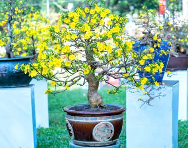 Kayısı bonsai ağacının sarı çiçekli dalları kıvrımlı eşsiz bir güzellik yaratır. Bu özel yanlış bir ağaç baharda Vietnam 'da şansı, refahı 2021 yılını simgeliyor.