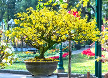 Kayısı bonsai ağacının sarı çiçekli dalları kıvrımlı eşsiz bir güzellik yaratır. Bu özel yanlış bir ağaç baharda Vietnam 'da şansı, refahı 2021 yılını simgeliyor.