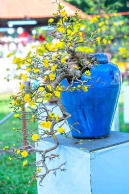 Kayısı bonsai ağacının sarı çiçekli dalları kıvrımlı eşsiz bir güzellik yaratır. Bu özel yanlış bir ağaç baharda Vietnam 'da şansı, refahı 2021 yılını simgeliyor.