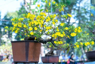 Kayısı bonsai ağacının sarı çiçekli dalları kıvrımlı eşsiz bir güzellik yaratır. Bu özel yanlış bir ağaç baharda Vietnam 'da şansı, refahı 2021 yılını simgeliyor.