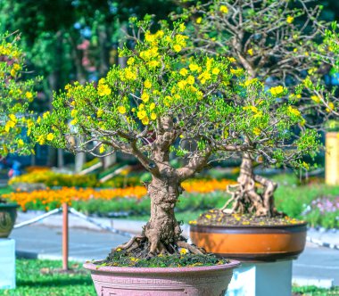Kayısı bonsai ağacının sarı çiçekli dalları kıvrımlı eşsiz bir güzellik yaratır. Bu özel yanlış bir ağaç baharda Vietnam 'da şansı, refahı 2021 yılını simgeliyor.