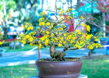 Kayısı bonsai ağacının sarı çiçekli dalları kıvrımlı eşsiz bir güzellik yaratır. Bu özel yanlış bir ağaç baharda Vietnam 'da şansı, refahı 2021 yılını simgeliyor.
