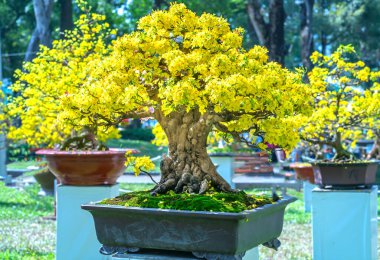 Kayısı bonsai ağacının sarı çiçekli dalları kıvrımlı eşsiz bir güzellik yaratır. Bu özel yanlış bir ağaç baharda Vietnam 'da şansı, refahı 2021 yılını simgeliyor.
