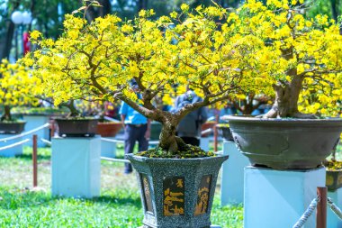Kayısı bonsai ağacının sarı çiçekli dalları kıvrımlı eşsiz bir güzellik yaratır. Bu özel yanlış bir ağaç baharda Vietnam 'da şansı, refahı 2021 yılını simgeliyor.