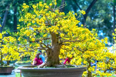 Kayısı bonsai ağacının sarı çiçekli dalları kıvrımlı eşsiz bir güzellik yaratır. Bu özel yanlış bir ağaç baharda Vietnam 'da şansı, refahı 2021 yılını simgeliyor.