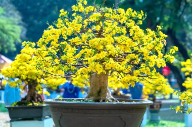 Kayısı bonsai ağacının sarı çiçekli dalları kıvrımlı eşsiz bir güzellik yaratır. Bu özel yanlış bir ağaç baharda Vietnam 'da şansı, refahı 2021 yılını simgeliyor.