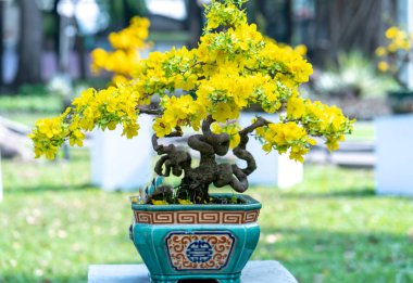 Kayısı bonsai ağacının sarı çiçekli dalları kıvrımlı eşsiz bir güzellik yaratır. Bu özel yanlış bir ağaç baharda Vietnam 'da şansı, refahı 2021 yılını simgeliyor.