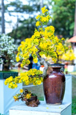 Kayısı bonsai ağacının sarı çiçekli dalları kıvrımlı eşsiz bir güzellik yaratır. Bu özel yanlış bir ağaç baharda Vietnam 'da şansı, refahı 2021 yılını simgeliyor.