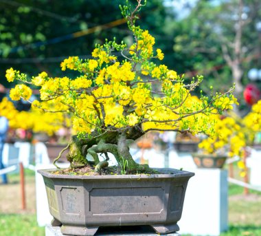 Kayısı bonsai ağacının sarı çiçekli dalları kıvrımlı eşsiz bir güzellik yaratır. Bu özel yanlış bir ağaç baharda Vietnam 'da şansı, refahı 2021 yılını simgeliyor.