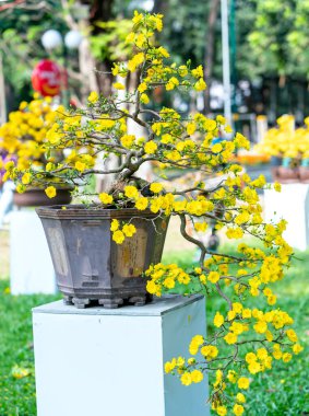 Kayısı bonsai ağacının sarı çiçekli dalları kıvrımlı eşsiz bir güzellik yaratır. Bu özel yanlış bir ağaç baharda Vietnam 'da şansı, refahı 2021 yılını simgeliyor.
