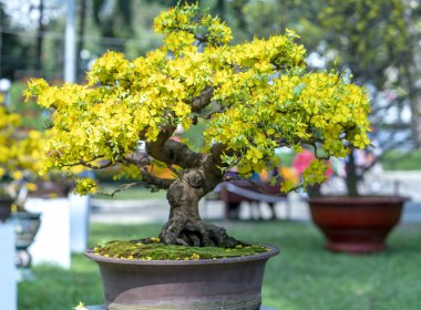 Kayısı bonsai ağacının sarı çiçekli dalları kıvrımlı eşsiz bir güzellik yaratır. Bu özel yanlış bir ağaç baharda Vietnam 'da şansı, refahı 2021 yılını simgeliyor.
