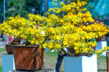 Kayısı bonsai ağacının sarı çiçekli dalları kıvrımlı eşsiz bir güzellik yaratır. Bu özel yanlış bir ağaç baharda Vietnam 'da şansı, refahı 2021 yılını simgeliyor.