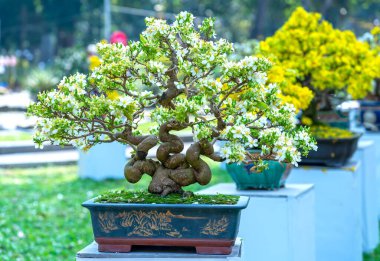 Beyaz kayısı çiçekleri bonsai ağaçları bahar geldiğinin habercisi, bu 2021 'de iyi şans için sembolik bir çiçek.
