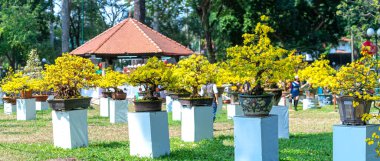 Kayısı bonsai ağacının sarı çiçekli dalları kıvrımlı eşsiz bir güzellik yaratır. Bu özel yanlış bir ağaç baharda Vietnam 'da şansı, refahı 2021 yılını simgeliyor.