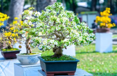 Beyaz kayısı çiçekleri bonsai ağaçları bahar geldiğinin habercisi, bu 2021 'de iyi şans için sembolik bir çiçek.