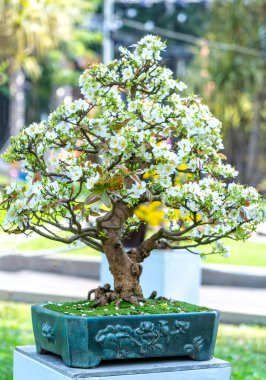 Beyaz kayısı çiçekleri bonsai ağaçları bahar geldiğinin habercisi, bu 2021 'de iyi şans için sembolik bir çiçek.