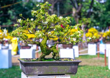 Beyaz kayısı çiçekleri bonsai ağaçları bahar geldiğinin habercisi, bu 2021 'de iyi şans için sembolik bir çiçek.