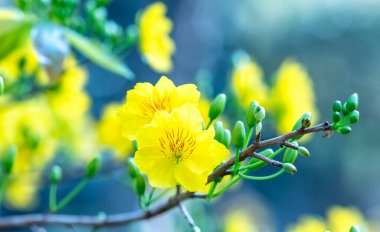 Sarı kayısı çiçekleri dallar açan hoş kokulu yapraklar baharın geldiğini gösteriyor, bu 2021 'deki iyi şans için sembolik bir çiçek.