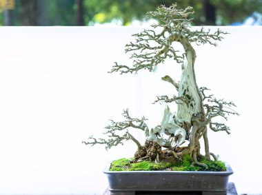 Bonsai ağacı, insanların hayatta kalmak için üstesinden gelmesi gereken soyutlanmayı simgeleyen birçok farklı şekillere sahip bir saksı bitkisinin beyaz arka planında izole edilmiş.