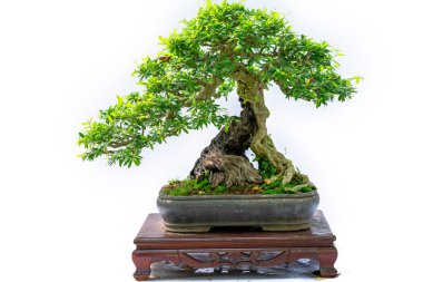 Bonsai ağacı, insanların hayatta kalmak için üstesinden gelmesi gereken soyutlanmayı simgeleyen birçok farklı şekillere sahip bir saksı bitkisinin beyaz arka planında izole edilmiş.