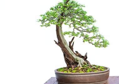 Bonsai ağacı, insanların hayatta kalmak için üstesinden gelmesi gereken soyutlanmayı simgeleyen birçok farklı şekillere sahip bir saksı bitkisinin beyaz arka planında izole edilmiş.