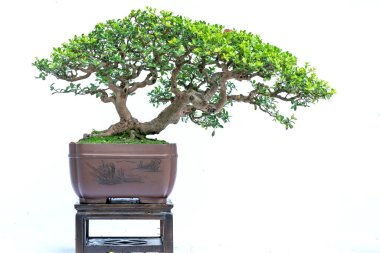 Bonsai ağacı, insanların hayatta kalmak için üstesinden gelmesi gereken soyutlanmayı simgeleyen birçok farklı şekillere sahip bir saksı bitkisinin beyaz arka planında izole edilmiş.