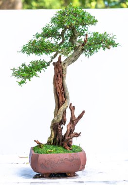 Bonsai ağacı, insanların hayatta kalmak için üstesinden gelmesi gereken soyutlanmayı simgeleyen birçok farklı şekillere sahip bir saksı bitkisinin beyaz arka planında izole edilmiş.