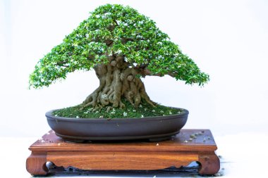 Bonsai ağacı, insanların hayatta kalmak için üstesinden gelmesi gereken soyutlanmayı simgeleyen birçok farklı şekillere sahip bir saksı bitkisinin beyaz arka planında izole edilmiş.