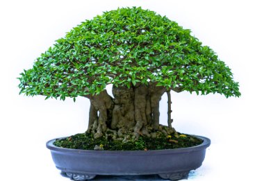 Bonsai ağacı, insanların hayatta kalmak için üstesinden gelmesi gereken soyutlanmayı simgeleyen birçok farklı şekillere sahip bir saksı bitkisinin beyaz arka planında izole edilmiş.