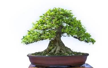 Bonsai ağacı, insanların hayatta kalmak için üstesinden gelmesi gereken soyutlanmayı simgeleyen birçok farklı şekillere sahip bir saksı bitkisinin beyaz arka planında izole edilmiş.