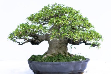 Bonsai ağacı, insanların hayatta kalmak için üstesinden gelmesi gereken soyutlanmayı simgeleyen birçok farklı şekillere sahip bir saksı bitkisinin beyaz arka planında izole edilmiş.