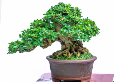 Bonsai ağacı, insanların hayatta kalmak için üstesinden gelmesi gereken soyutlanmayı simgeleyen birçok farklı şekillere sahip bir saksı bitkisinin beyaz arka planında izole edilmiş.