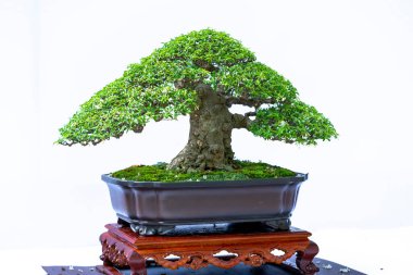 Bonsai ağacı, insanların hayatta kalmak için üstesinden gelmesi gereken soyutlanmayı simgeleyen birçok farklı şekillere sahip bir saksı bitkisinin beyaz arka planında izole edilmiş.