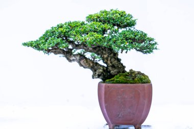 Bonsai ağacı, insanların hayatta kalmak için üstesinden gelmesi gereken soyutlanmayı simgeleyen birçok farklı şekillere sahip bir saksı bitkisinin beyaz arka planında izole edilmiş.