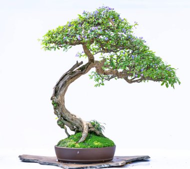 Bonsai ağacı, insanların hayatta kalmak için üstesinden gelmesi gereken soyutlanmayı simgeleyen birçok farklı şekillere sahip bir saksı bitkisinin beyaz arka planında izole edilmiş.