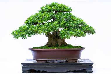 Bonsai ağacı, insanların hayatta kalmak için üstesinden gelmesi gereken soyutlanmayı simgeleyen birçok farklı şekillere sahip bir saksı bitkisinin beyaz arka planında izole edilmiş.
