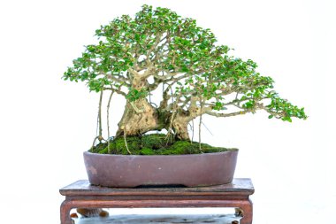 Bonsai ağacı, insanların hayatta kalmak için üstesinden gelmesi gereken soyutlanmayı simgeleyen birçok farklı şekillere sahip bir saksı bitkisinin beyaz arka planında izole edilmiş.