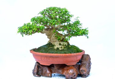 Bonsai ağacı, insanların hayatta kalmak için üstesinden gelmesi gereken soyutlanmayı simgeleyen birçok farklı şekillere sahip bir saksı bitkisinin beyaz arka planında izole edilmiş.