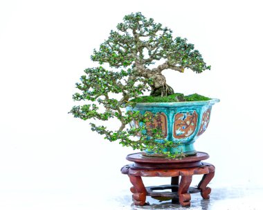 Bonsai ağacı, insanların hayatta kalmak için üstesinden gelmesi gereken soyutlanmayı simgeleyen birçok farklı şekillere sahip bir saksı bitkisinin beyaz arka planında izole edilmiş.