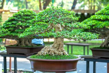 Bonsai ve Penjing minyatür bir tepside insan hayatında güçlü bir yükseliş, sabır toplum için yararlı ve iyi bir yaşam için tüm zorlukların üstesinden gelmelidir.